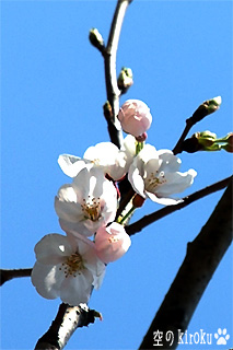 2005.3.30　桜