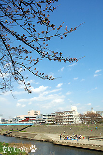 2005.3.30　桜
