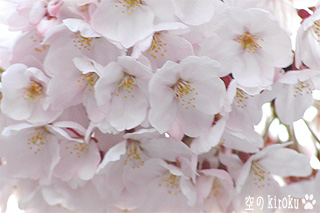 2005.4.5　桜