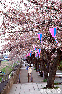 2005.4.5　桜並木