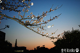2005.4.5　夕景の桜