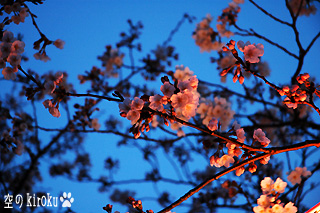 2005.4.5　提灯に照らされた桜は妖艶な雰囲気