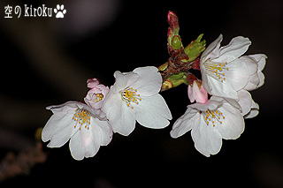 2005.4.5　夜桜