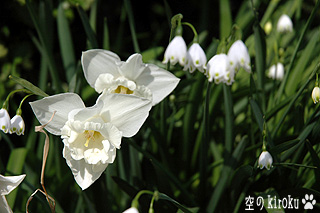 2006.3.31　真っ白な水仙
