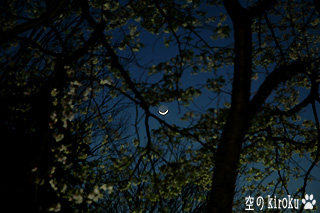 2006.3.31　夜桜と地球照の二日月