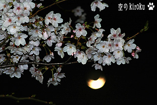 2006.3.31　細い月と夜桜