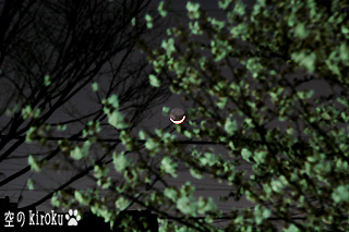2006.3.31　お月様と夜桜