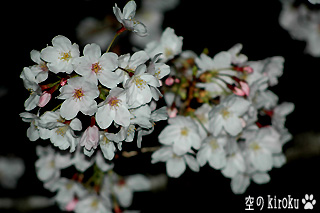 2006.3.31　夜桜