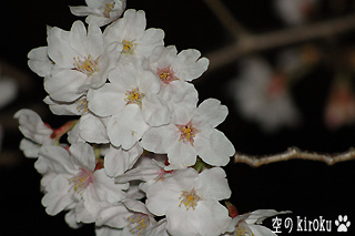 2006.3.31　夜桜